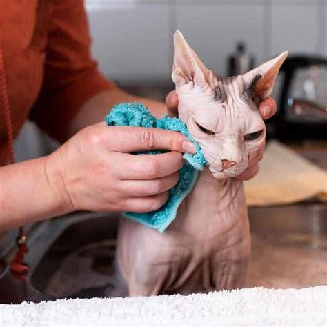 Do Hairless Cats Leak Oil – [Vet Explains Pets]